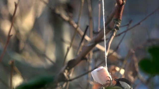 Titmouse eating lard. Titmouse near  window caressing lard.