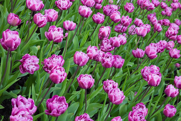 Double Pink Tulips Flowers Growing in Flowerbed