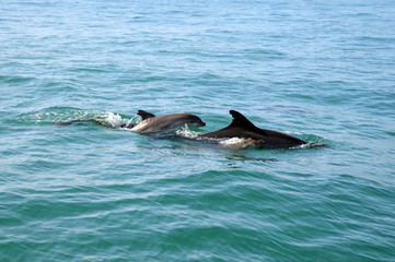 Naklejka premium Dolphin family