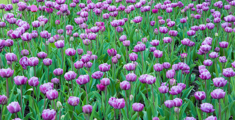 Blooming Double Tulips Flowers Growing in Flower bed
