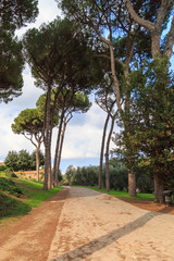 Pines on Capitol Hill in Rome