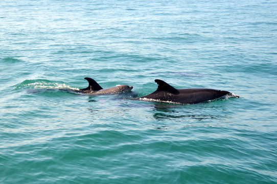 Dolphin-mother with her baby