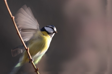 Little blue tit takes off from branch