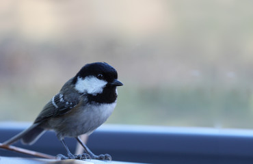 Marsh Tit motorist. Rushed the cabin, and now does not want to fly home ...