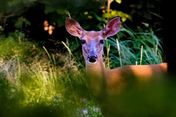 A female white-tailed deer (Odocoileus virginianus) standing amidst some vegetation.