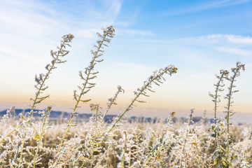 Landscape in hoarfrost