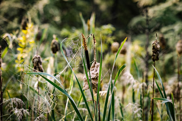 Cat-tails (Typha sp.) draped in dewy spider webs in the morning sun.
