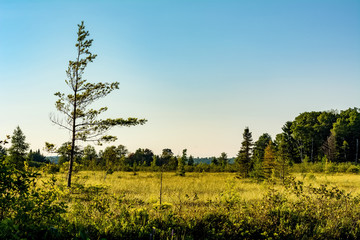 Fototapeta na wymiar A spruce and tamarack marsh in northern Wisconsin.