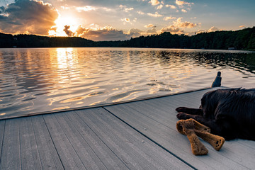A black golden retriever and Newfoundland mixed-breed dog laying on a dock with his stuffed toy watching the sunset over a northern WIsconsin lake. - Powered by Adobe