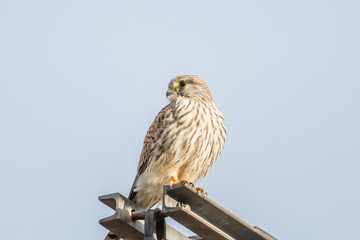 turmfalke