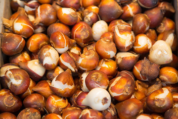 Tulips Bulbs Seeds in Flowers Market
