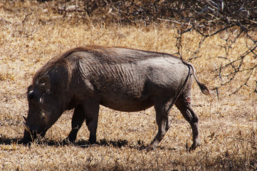 warthog graze on the African savanna