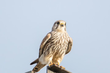 falke