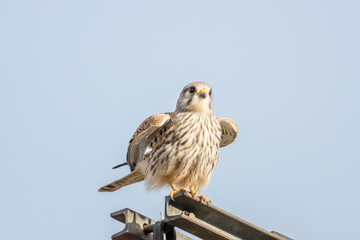 turmfalke