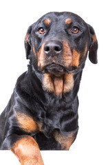 Obraz premium Dog with paw over blank sign isolated on white background