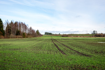 Fototapeta premium countryside fields in autumn with young crops