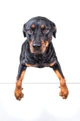 Dog with paw over blank sign isolated on white background
