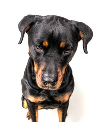 Happy curious dog isolated on white background
