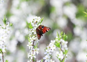the butterfly of peacock eye sitting on a branch of the cherry blossoms in early spring