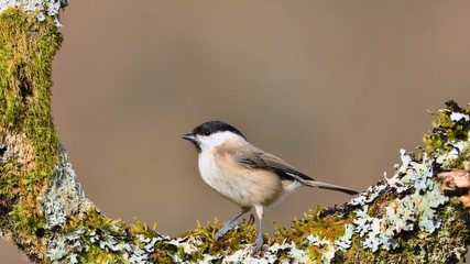 Marsh tit perched on a branch