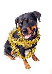 Festive dog in party tinsel isolated on white background