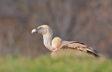 Griffon vulture in the meadow of Leon.