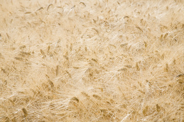 Wheat field