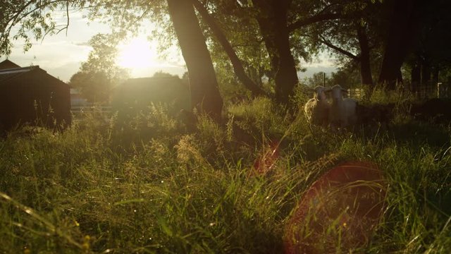 SLOW MOTION: Herd of happy adorable sheeps running in tall grass at sunset