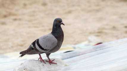 Obraz premium Grey pigeon. City birds. Dove - a bird of peace.