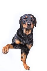Dog sitting behind sign isolated on white background
