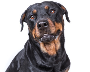 Fototapeta premium Happy curious dog isolated on white background