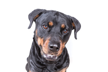 Fototapeta premium Happy curious dog isolated on white background