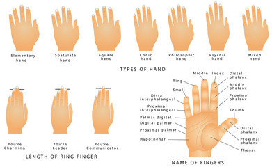 Names of the Fingers. Types of hands. Types of hands In Palmistry. Ring Finger Type - Your Personality. Name of fingers on a hand. Right hand with lines and their names on white background
