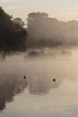 UK Two birds on calm and foggy lake