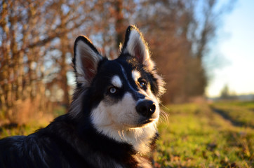 Obraz premium Joyful husky in autumn sunset
