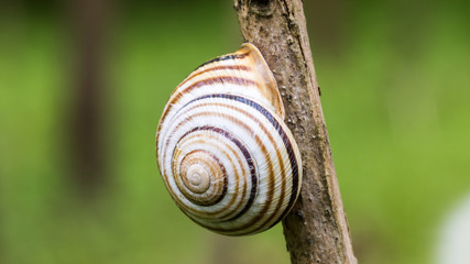 snail shell on twig
