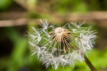 dandelion blowball seeds