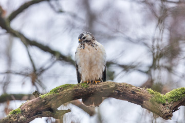 bussard