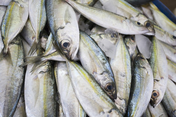 Obraz premium Heap of fresh fish for sale at Shindagha Market, Bur Dubai, Dubai, UAE