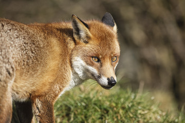 Fox in grass