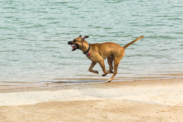Beautiful large dog, Rhodesian Ridgeback / Doberman mix, caught mid-stride in a full sprint, with a happy expression on his face, at the shoreline of a dog park's retention pond