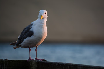 Seagull by the Shore