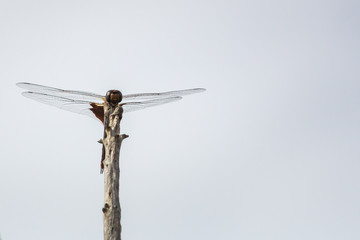 Background image, dragonfly resting on a bare branch facing the camera, off centered composition with lots of light blue sky for copy space