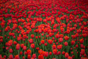 Field of blooming red tulip, sharpness in the center of the frame.