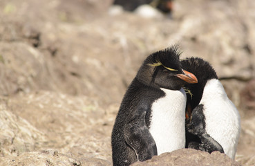 Naklejka premium Rockhopper Penguin, Colony on Isla Penguino, off the Atlantic Coast of Patagonian. 