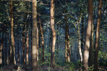 Row of Trees in Forest