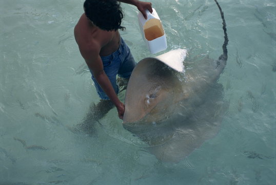 Sting rays, Nakatchafushi, Maldive Islands
