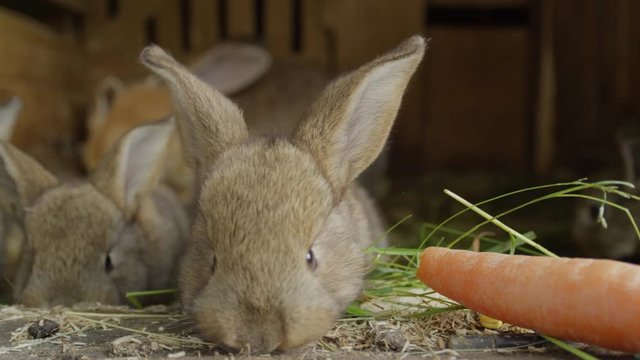 CLOSE UP: Curious fluffy little brown bunnies snooping around, smelling food