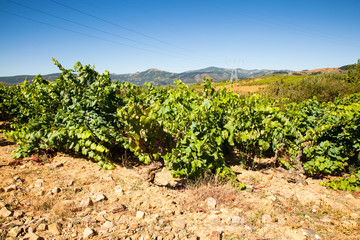 Fototapeta na wymiar View of vineyards in the Spanish countryside