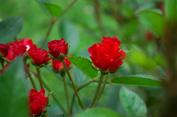Red rose